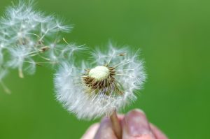 Hay fever: Seasonal allergy support